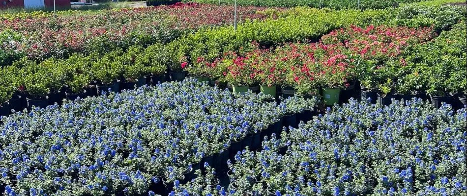 Plants in a landscape nursery near Winter Garden, FL.