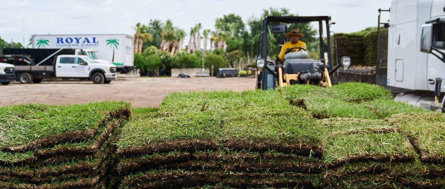 Pallets with sod pieces in Orlando, FL.