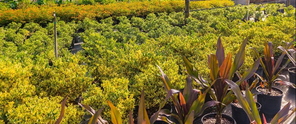 Dense healthy plants on pots in Orlando, FL.