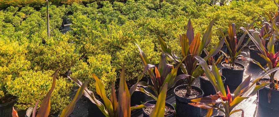 Landscape nursery with plants near Winter Garden, FL.
