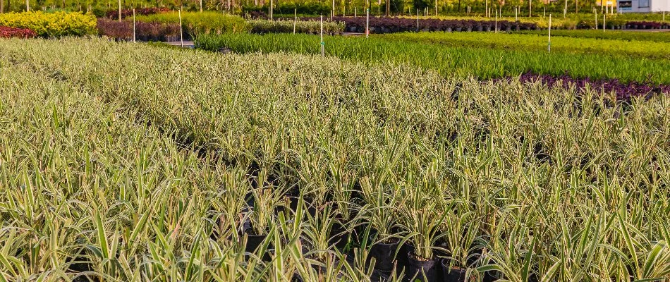 Different types of shrubs in a nursery in Orlando, FL.