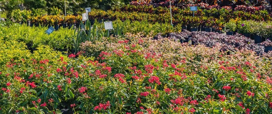 Flowers and plants in a nursery in Apopka, FL.