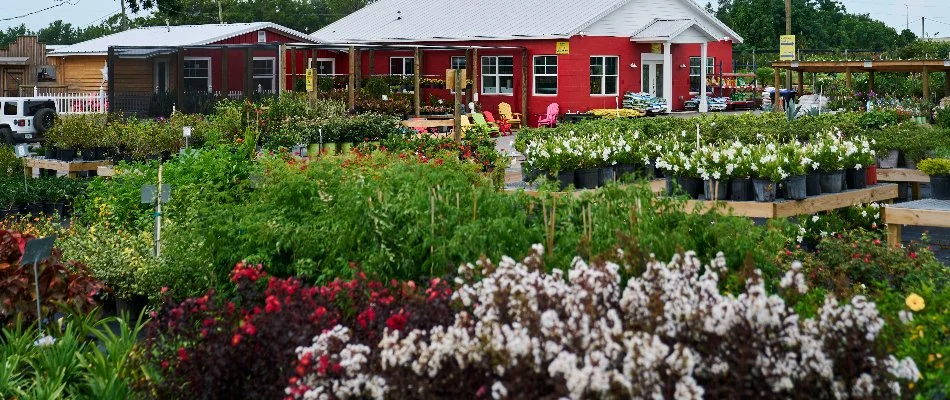 Trees in a nursery in Orlando, FL.
