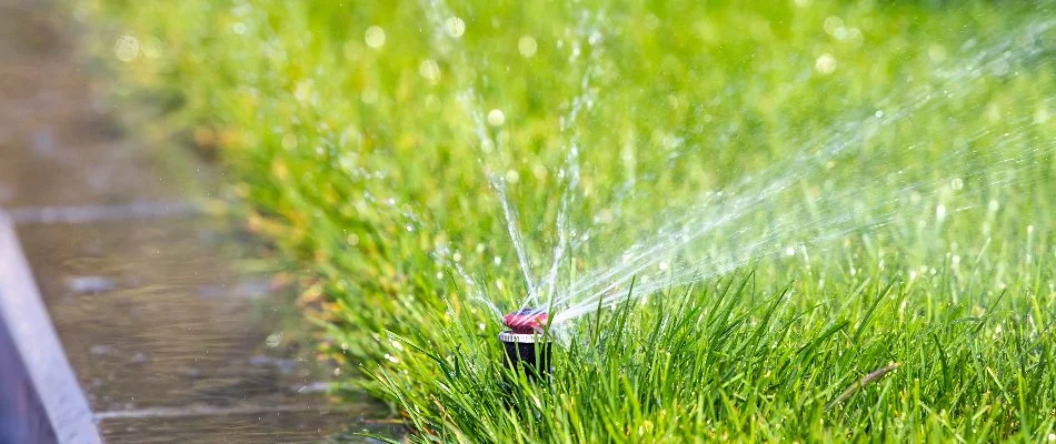 Grass in Orlando, FL, with sprinkler head.