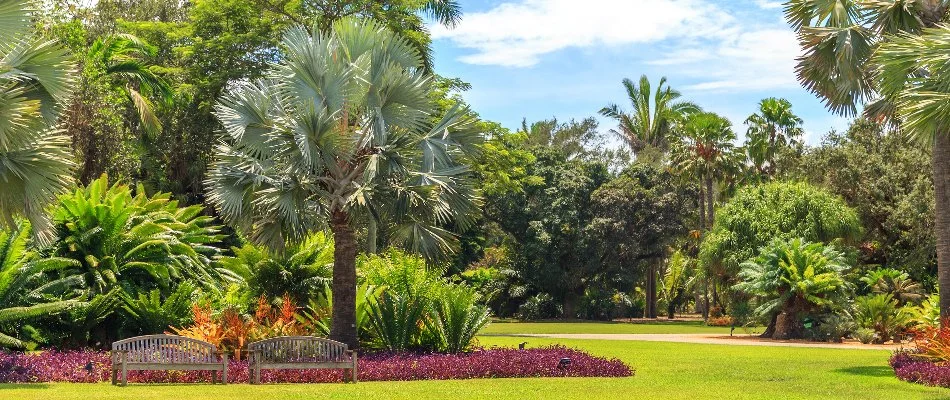 Lush plants on a commercial grounds in Clermont, FL.