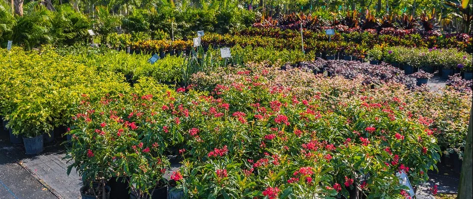 Nursery with many plants and flowers in Gotha, FL.
