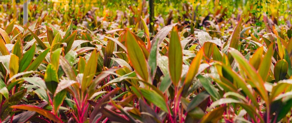 Nursery with tropical plants in Clermont, FL.