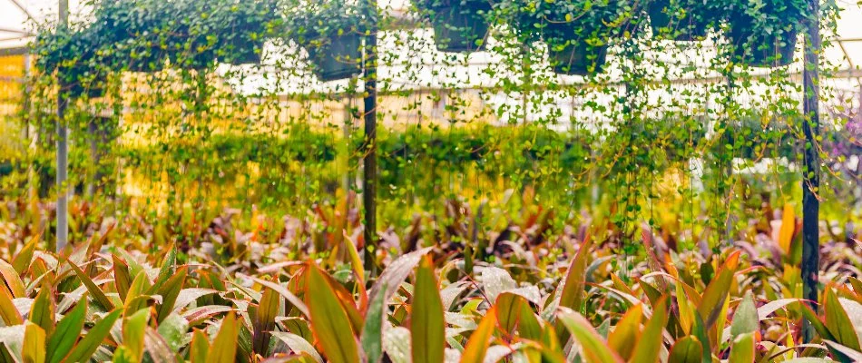 Plants and hanging pots in a nursery in Winter Park, FL.