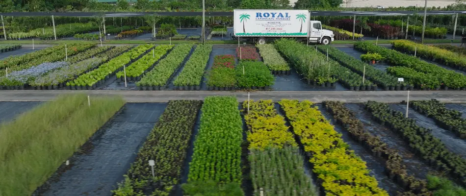 Different types of shrubs in a nursery in Orlando, FL.