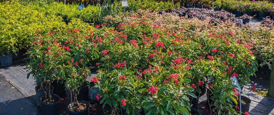 Potted flowers with lush foliage in Orlando, FL.
