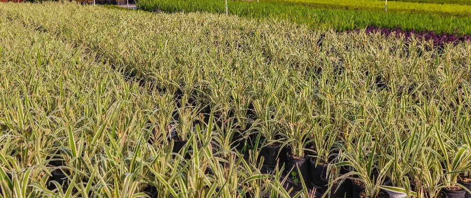 Potted plants with green foliage in Windermere, FL.