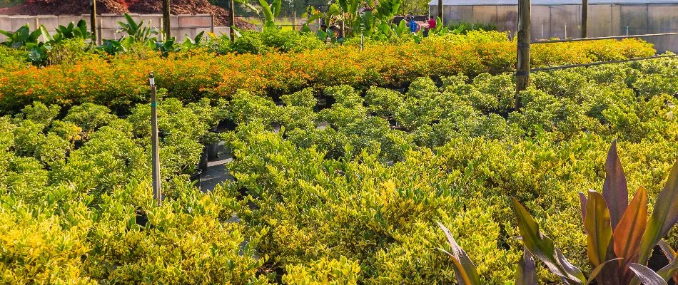 Rows of green shrubs in Orlando, FL.