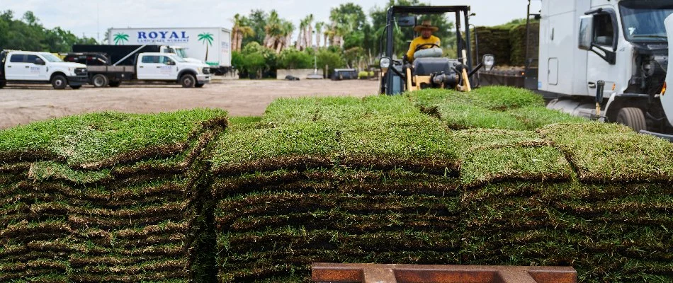 St. Augustine sod at a nursery in Orlando, FL.