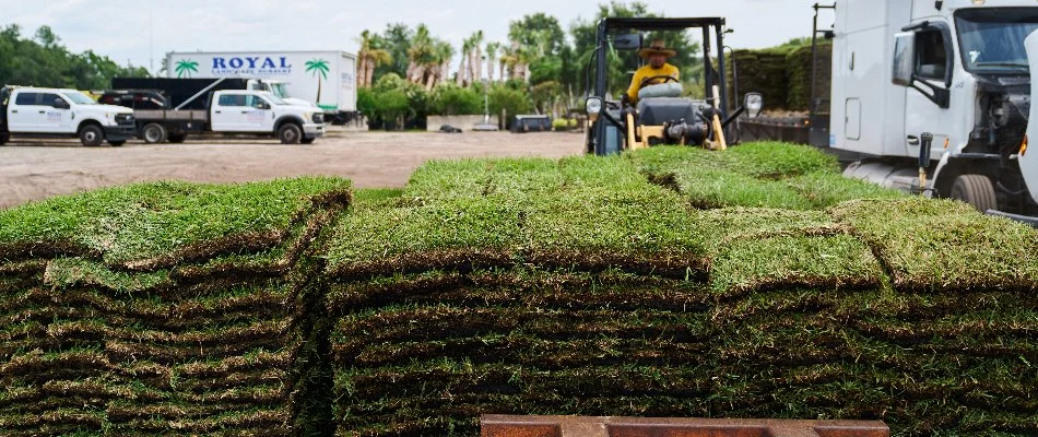 Sod at a nursery in Orlando, FL.