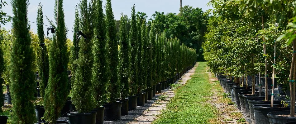 Trees in a nursery in Orlando, FL.