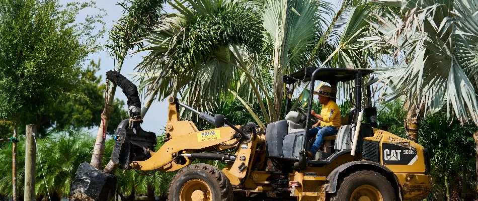 Worker moving a tree at a nursery in Orlando, FL.